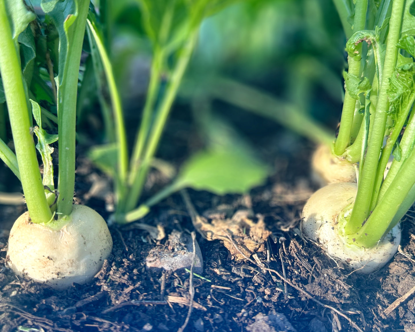 Hakurei & Other Salad Turnips - Coming Soon