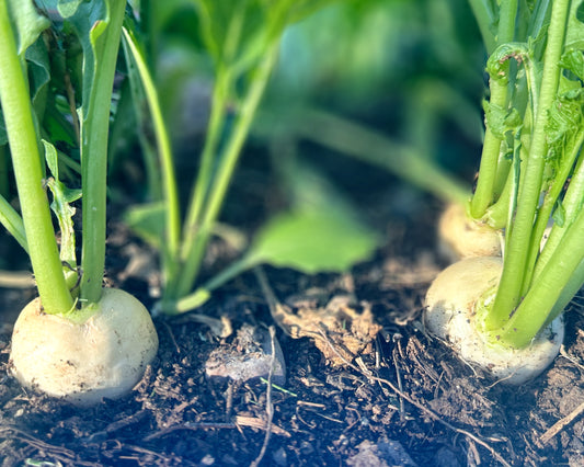 Hakurei & Other Salad Turnips - Coming Soon