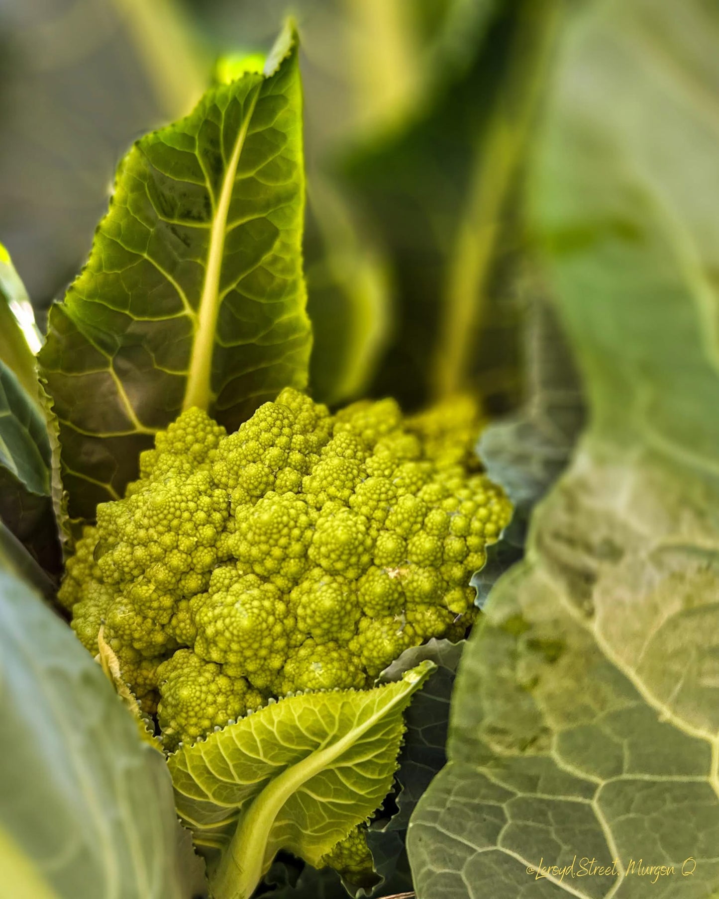 Romanesco - Specialty Head